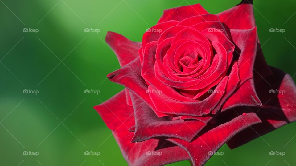 red rose