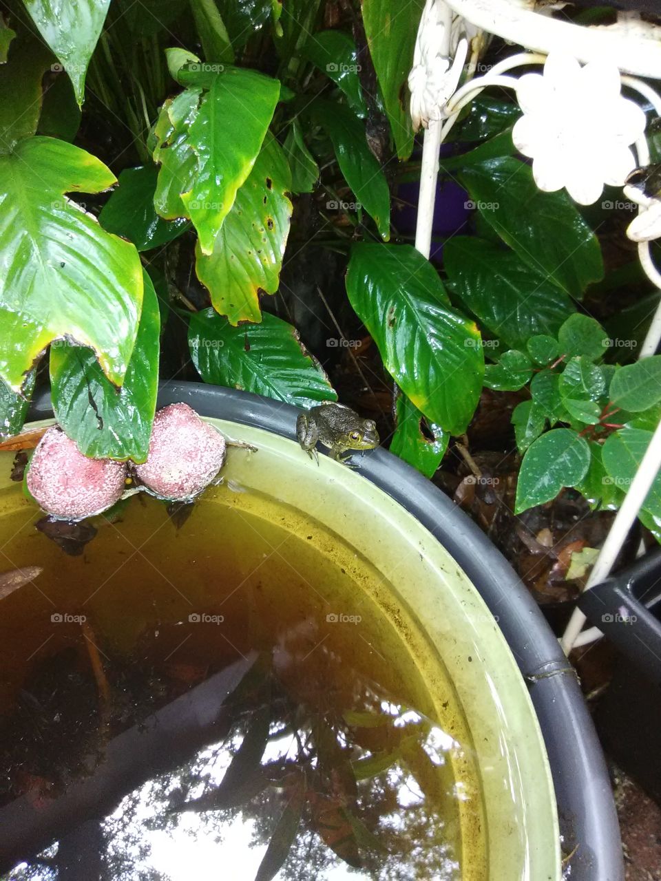 frog sitting on the side of the flower pot filled with rain water