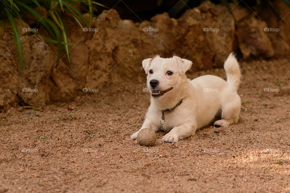 Puppy dog playing outdoors