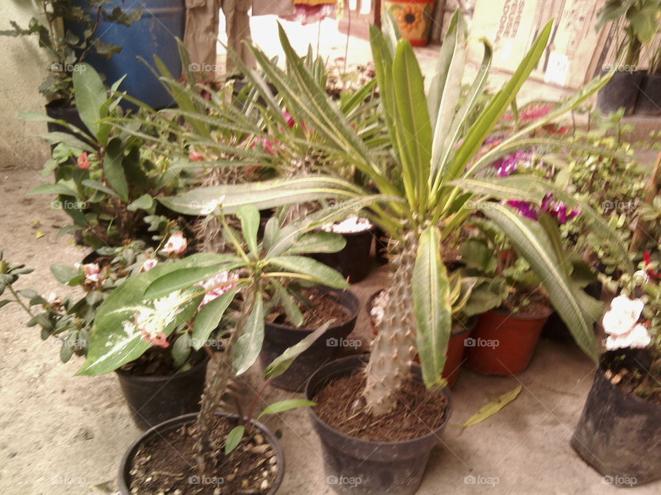 Nursery of tropical plants and cacti