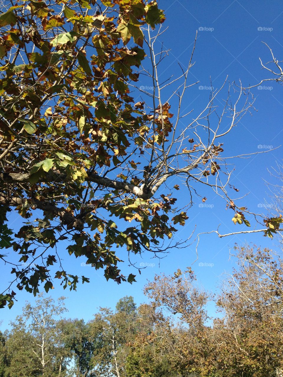 Spring Season

Published by:
HappyBrownMonkey 