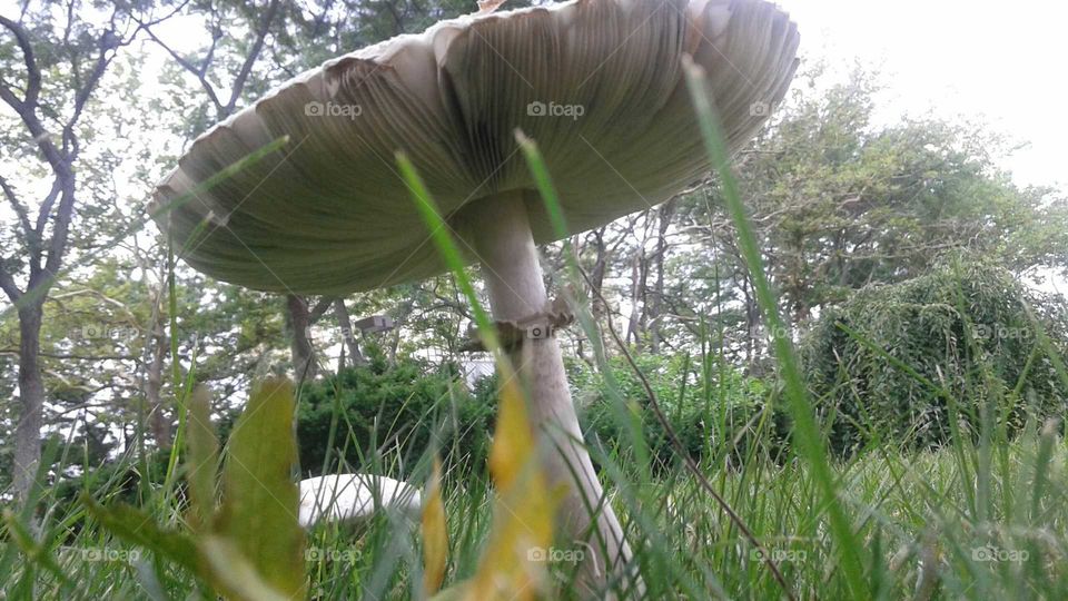 Mushroom