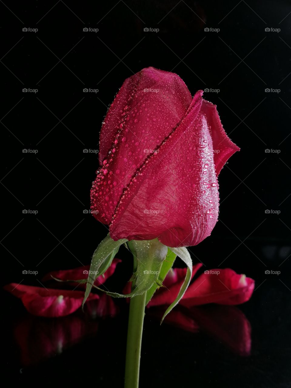 Red​ rose​