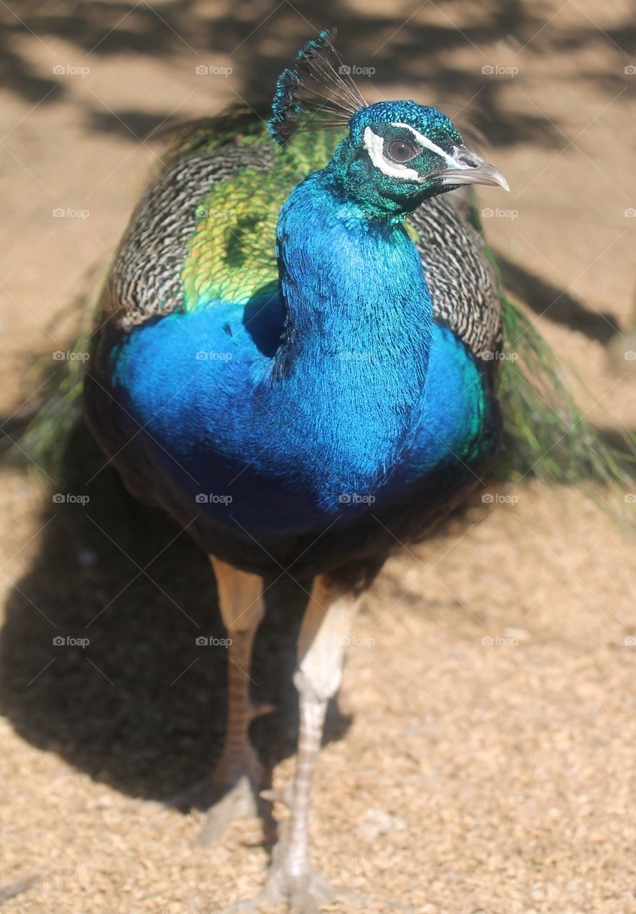 Peacock