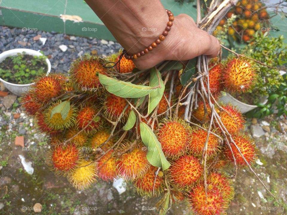 Rambutan fruit contains many nutrients, it is not surprising that rambutan fruit can provide extraordinary benefits for health