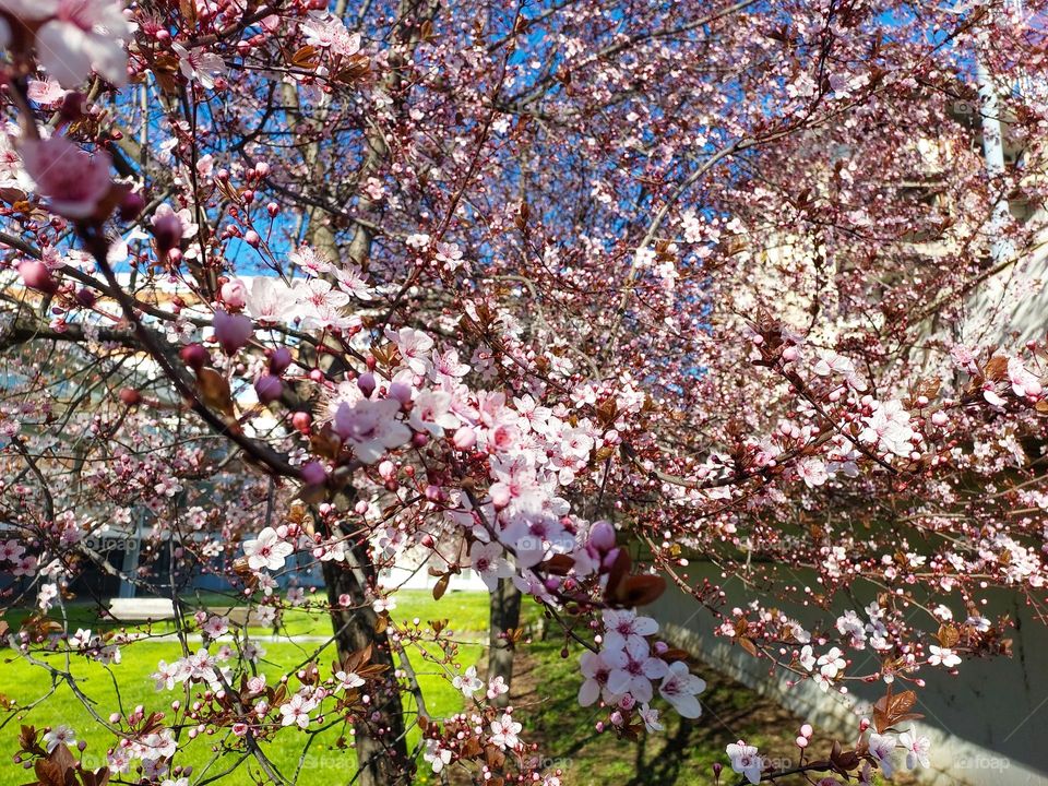 Red cherry bark tree blooming