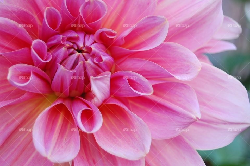 High angle view of pink flower