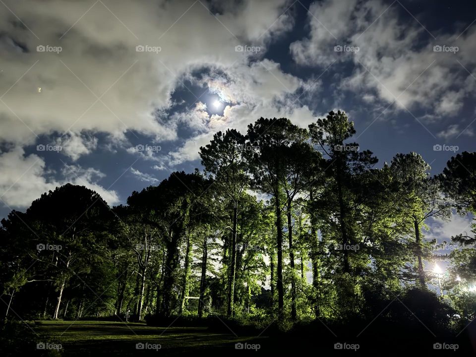 New Orleans City Park: frogs, owls, and other nocturnal animals in the park become more active, adding to the night noises. When the gardens are open, the carefully arranged lights that accent the vegetation give the grounds an ethereal feel.