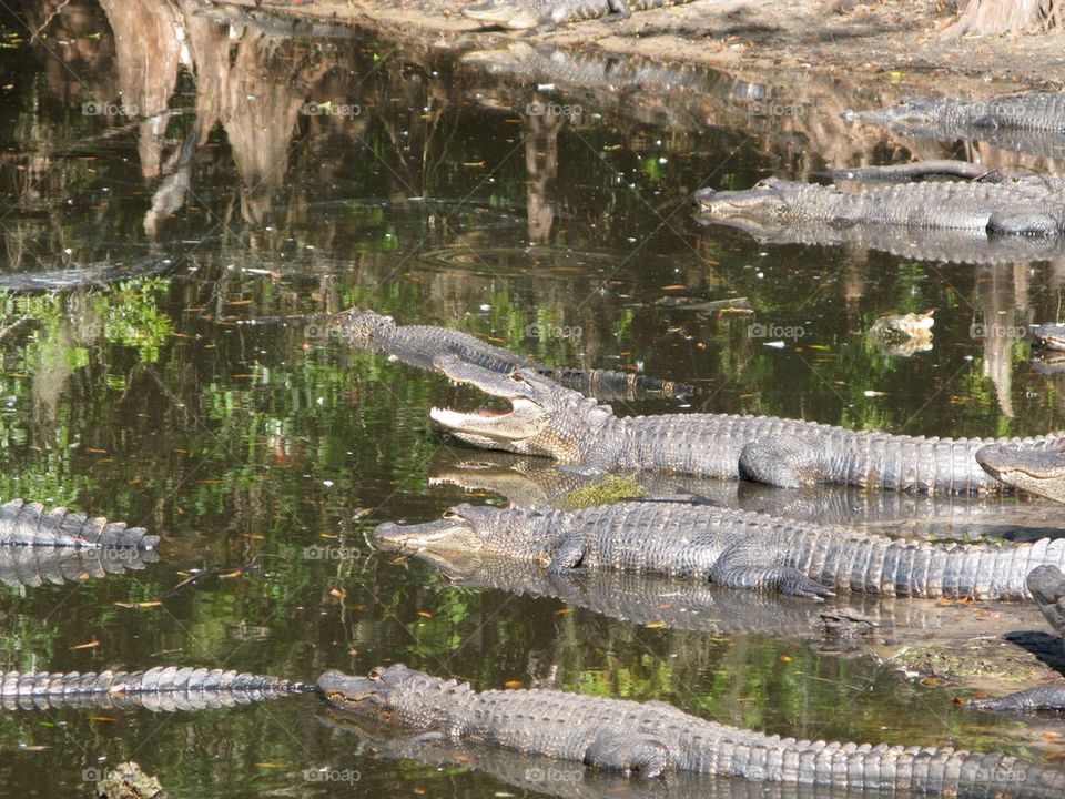 Alligators