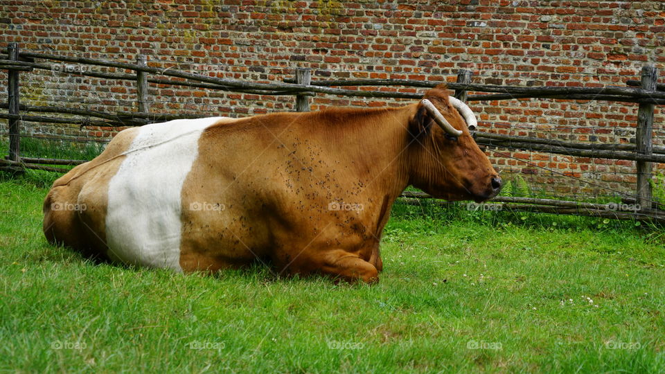 A cow on a field in Belgium during the summer of 2017.