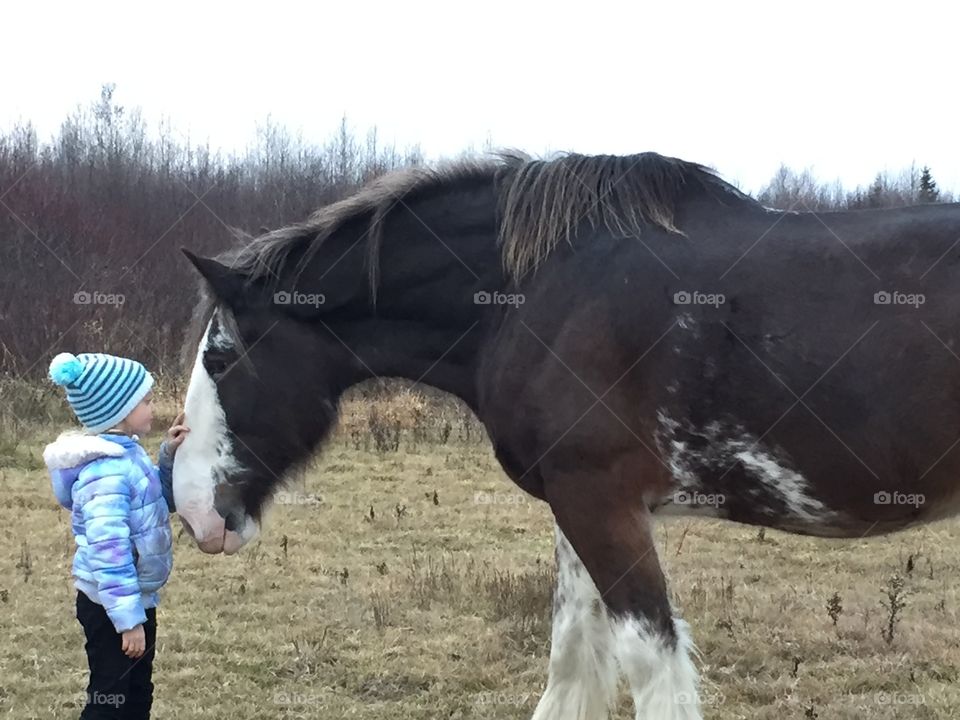 Child stroking horse