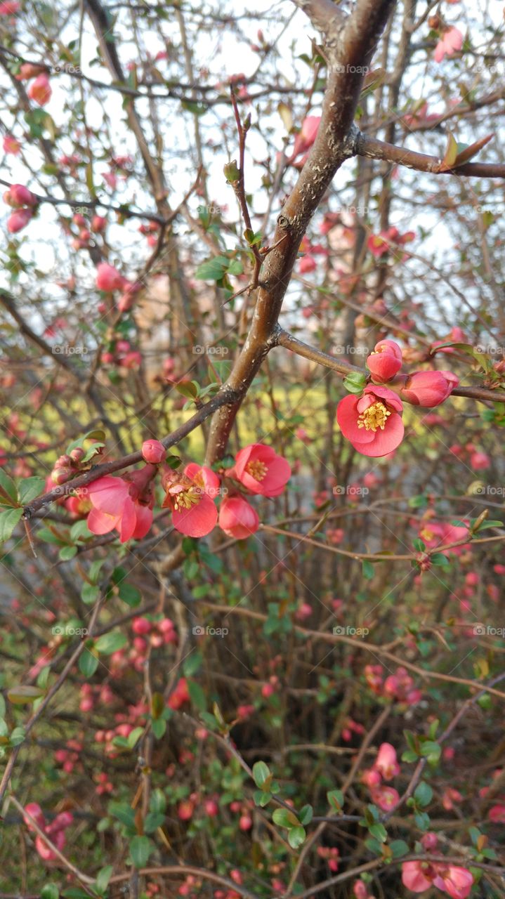Landscaping comes alive as the first signs of spring appear in southeast Missouri