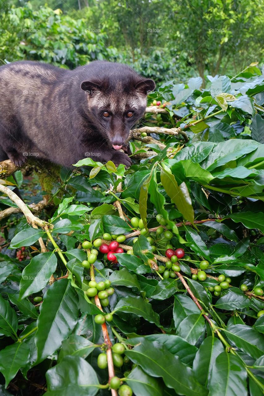 mongoose looking for food
