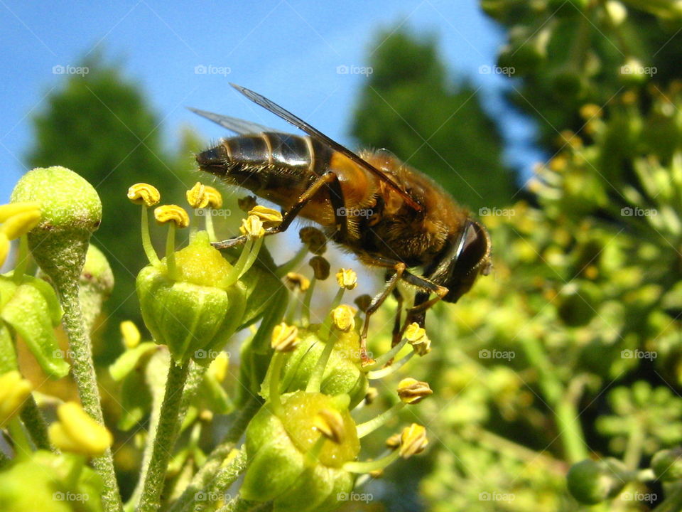 Hovering on ivy. Enjoying the autumn feast