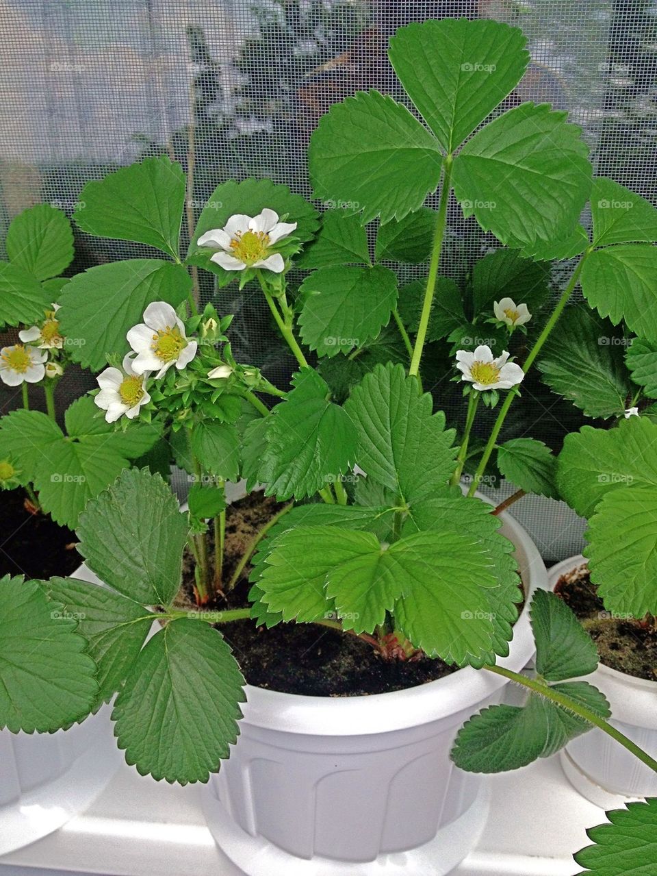 Strawberry Blossoms 