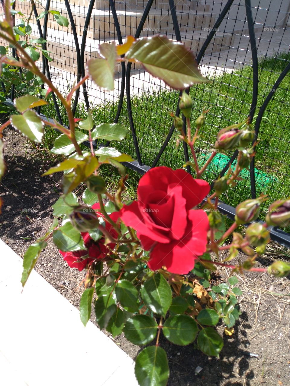 Nice Red rose