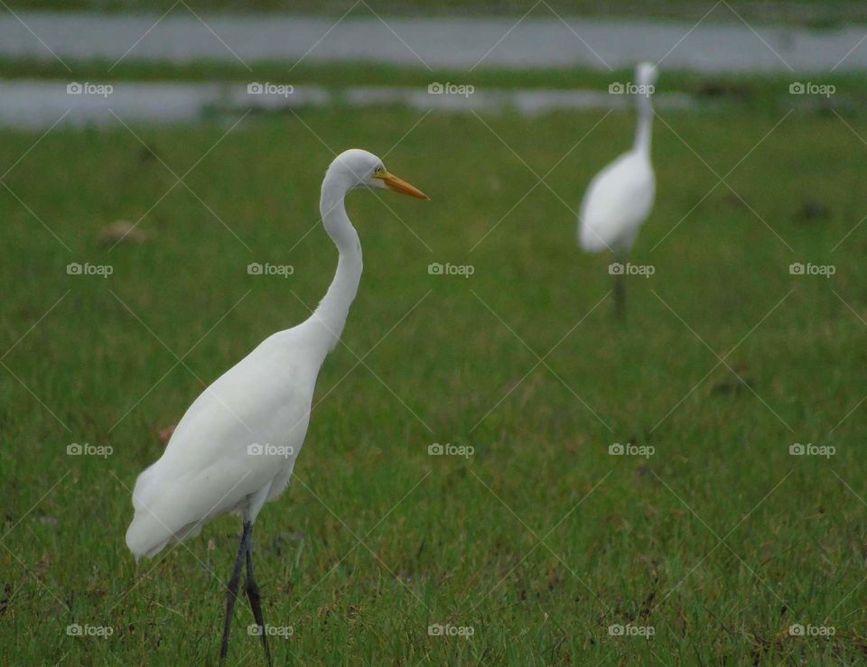 Giant egret. The large egret compared into the community of egret one. The egret's found with the little egret at the wet field of savanna . Good comparation of two. Both of keep distance with one another as felt disturb by the photograph .