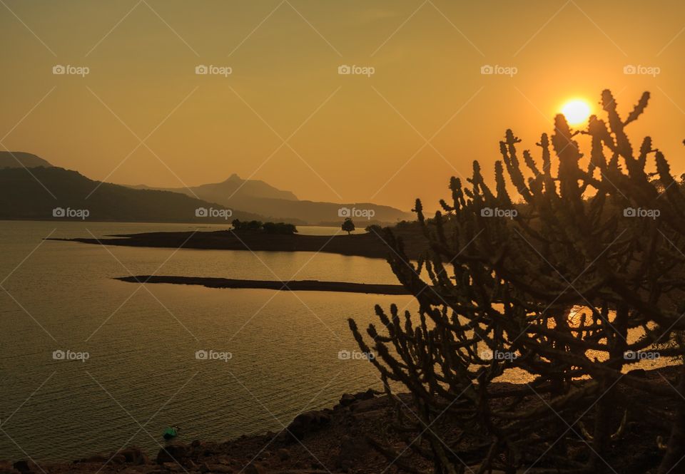 silhouette of cactus by the lake side