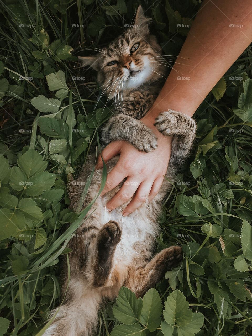 Village cat in green grass