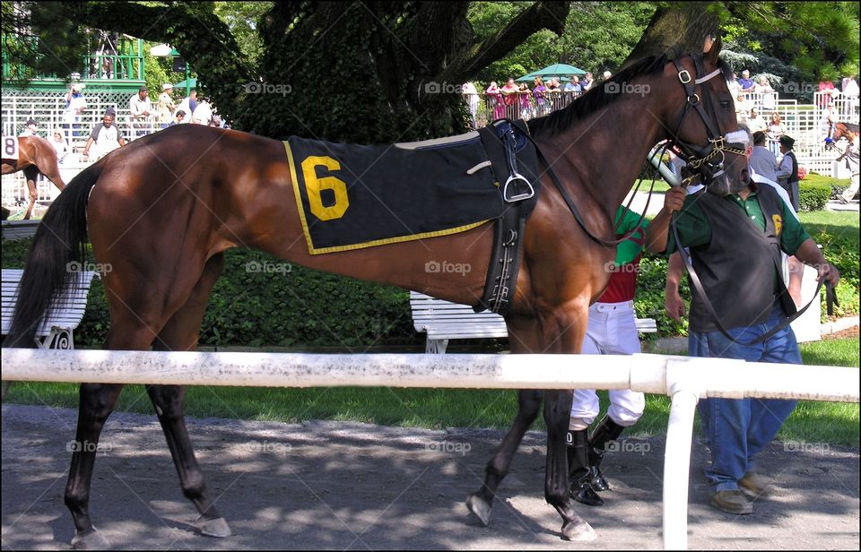 Long shot. Racing from beautiful Belmont Park where champions are crowned. This is my favorite Long Shot in the paddock
Fleetphoto