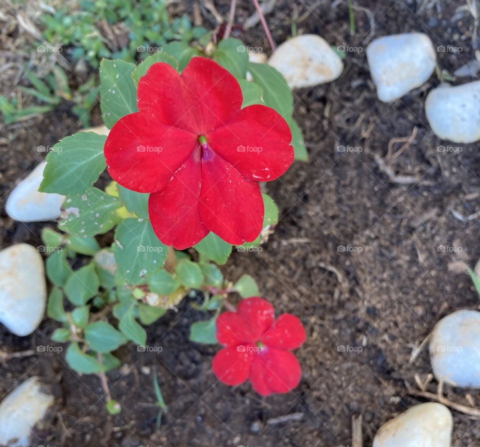 🌹 🇺🇸 Very beautiful flowers to brighten our day.  Live nature and its beauty. Did you like the delicate petals? / 🇧🇷 Flores muito bonitas para alegrar nosso dia. Viva a natureza e sua beleza. Gostaram das pétalas delicadas? 