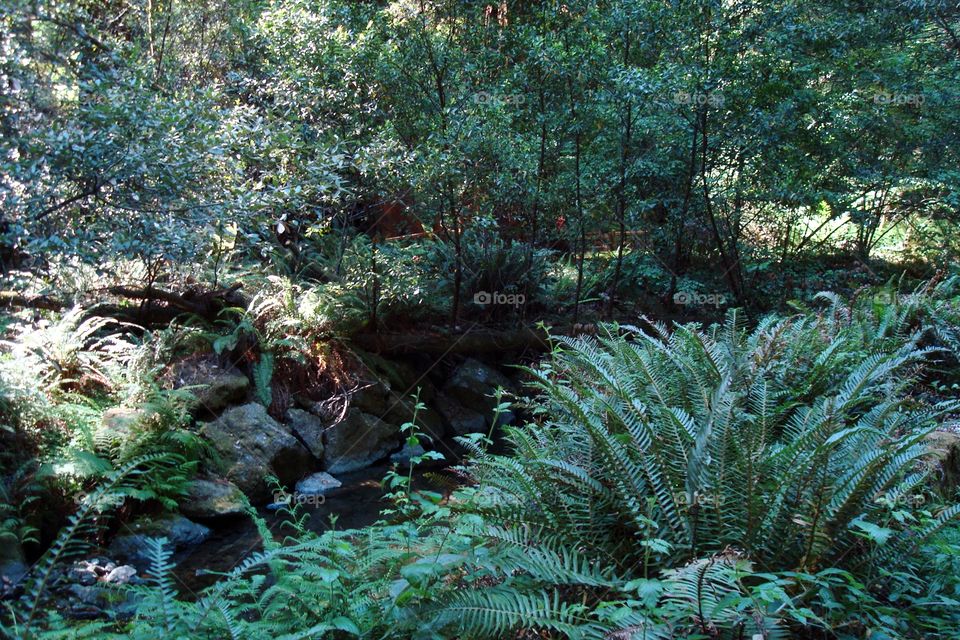 Muir Woods forest