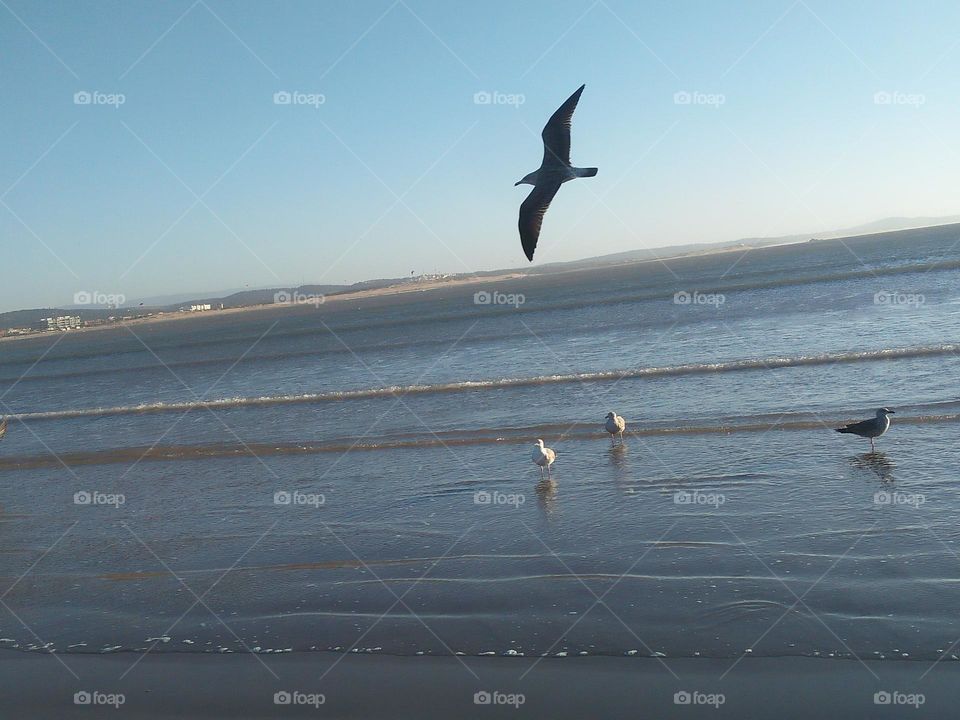 Beautiful seagulls near the beach at essaouira City in Morocco.