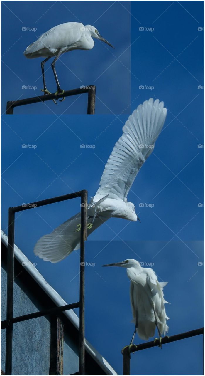 great egret looking for food