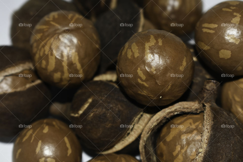 Natural Macadamia Tree Nuts In Shell And Husk, South Africa