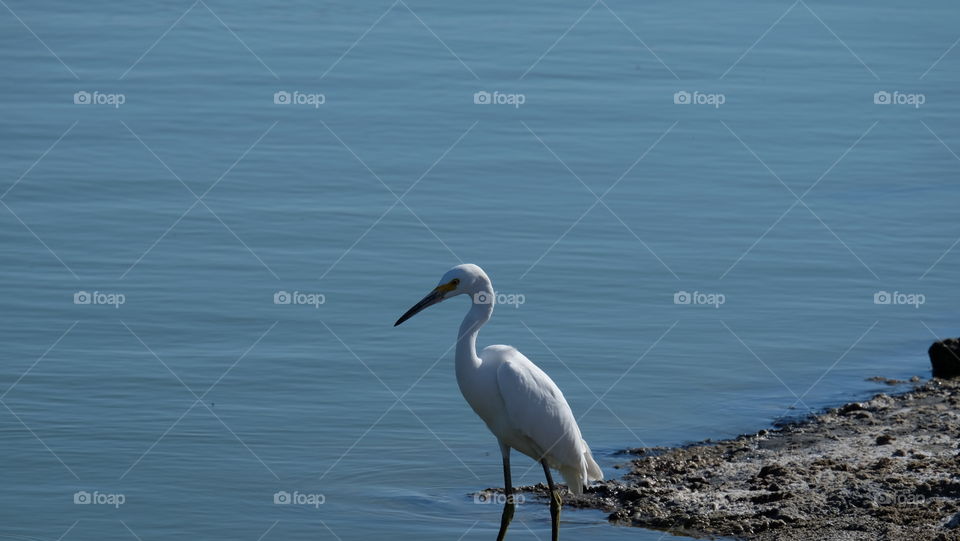 Coastal habitat of Snowy Egret