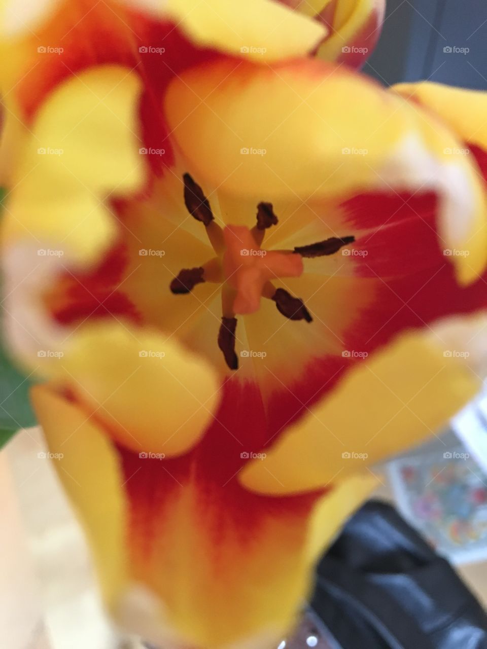 Tulip