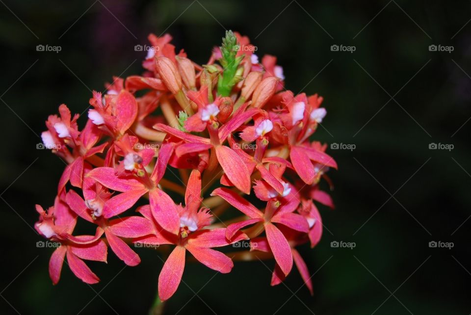 Tropical flower