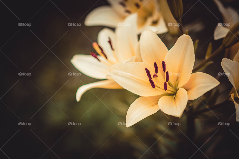 Yellow lilys