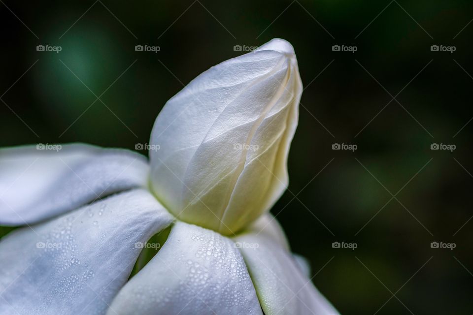 Gardenia macro