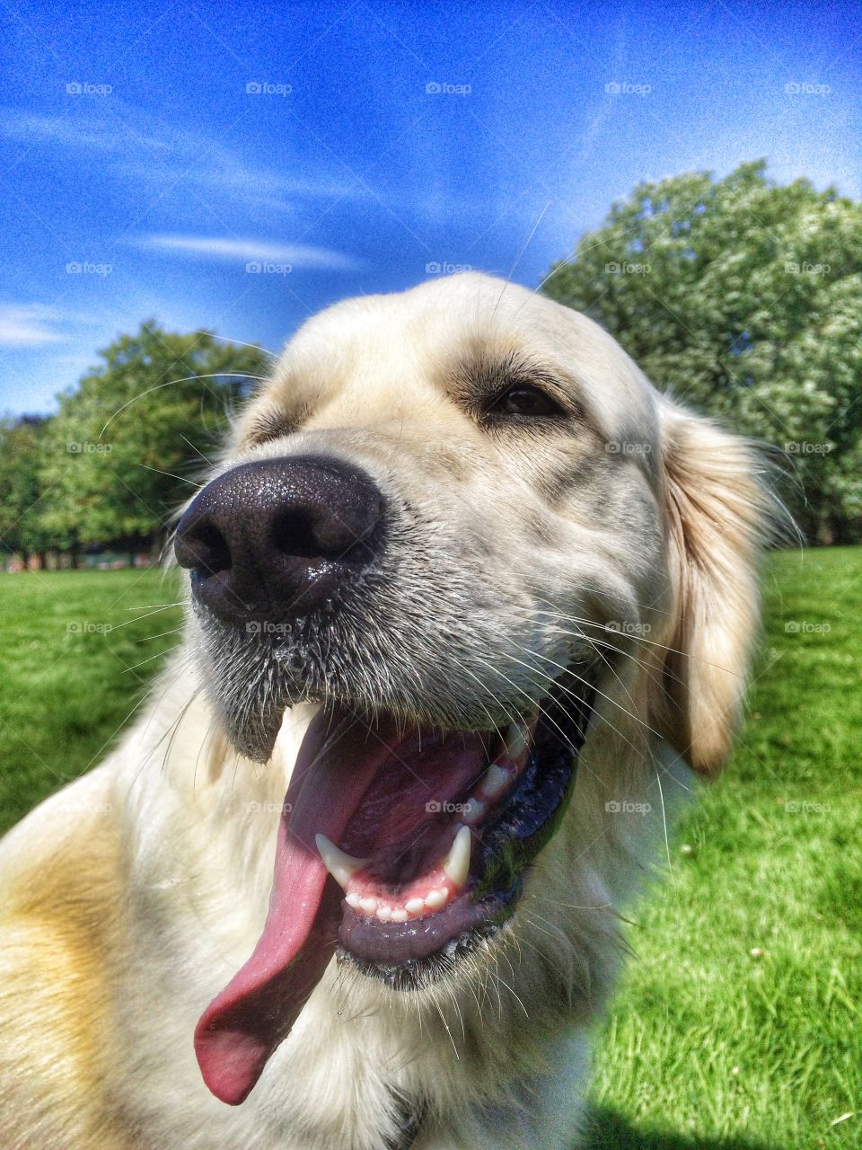 Zoe. A very happy golden girl at the park 
