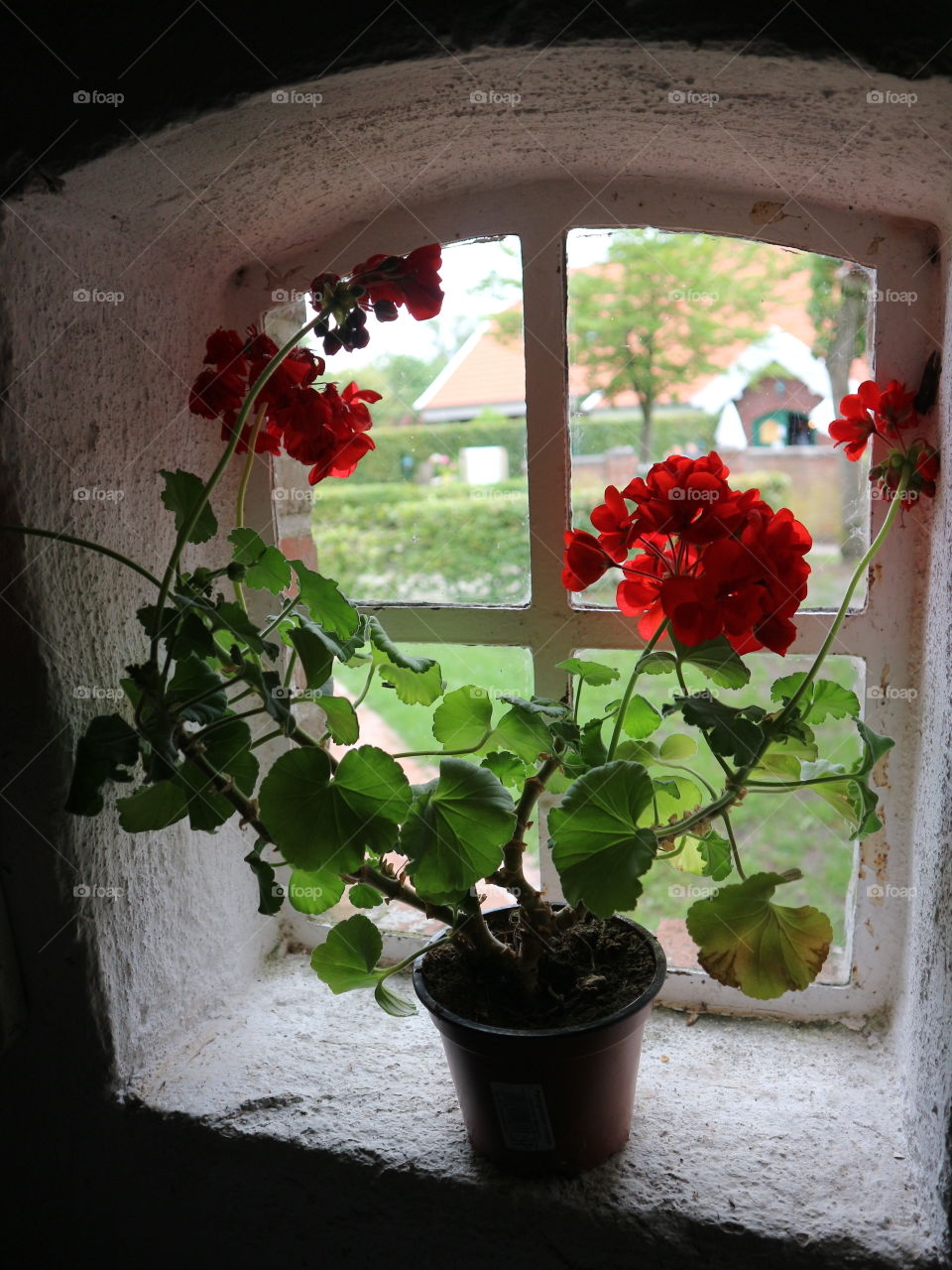 flowers by the window in moor museum