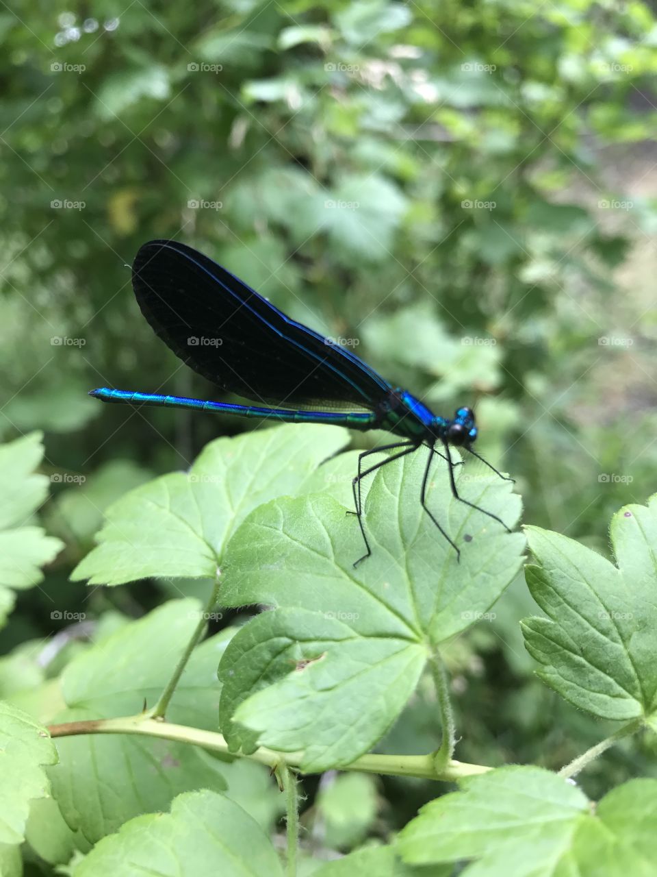Blue dragonfly close up