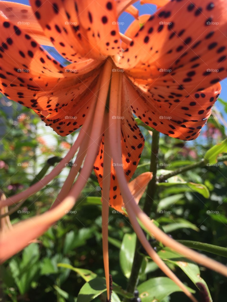 Tiger Lily . Photographing Nature 