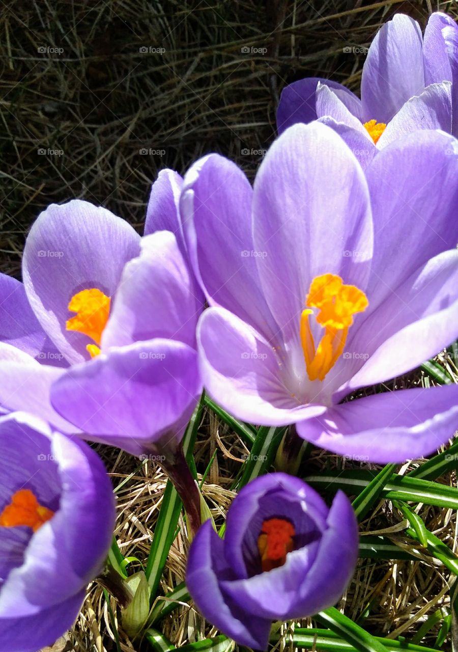 spring crocuses
