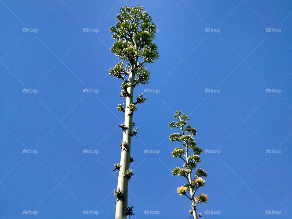 Low angle view of tree