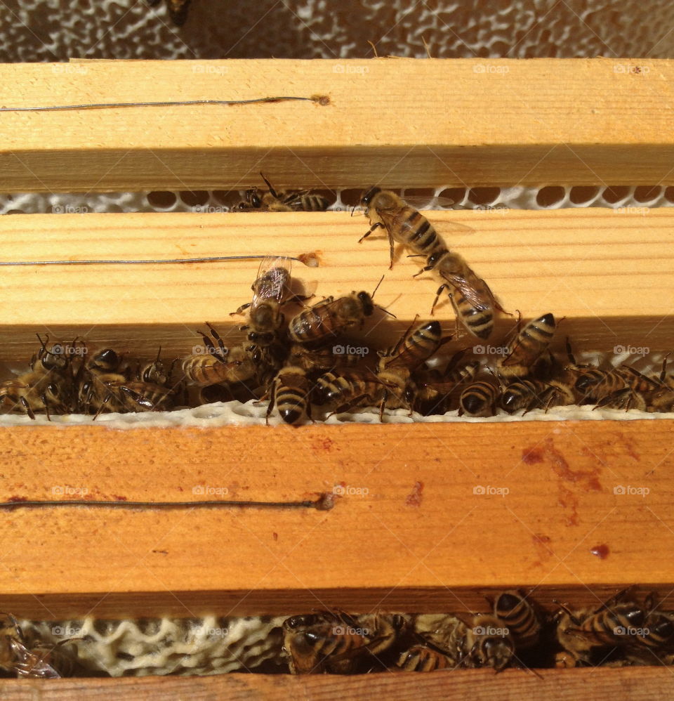  Bees at beekeeper.