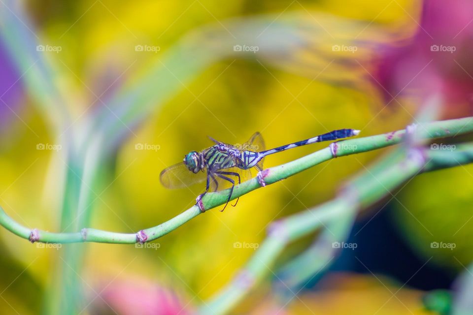 Dragonfly in blur background auntum color flowers