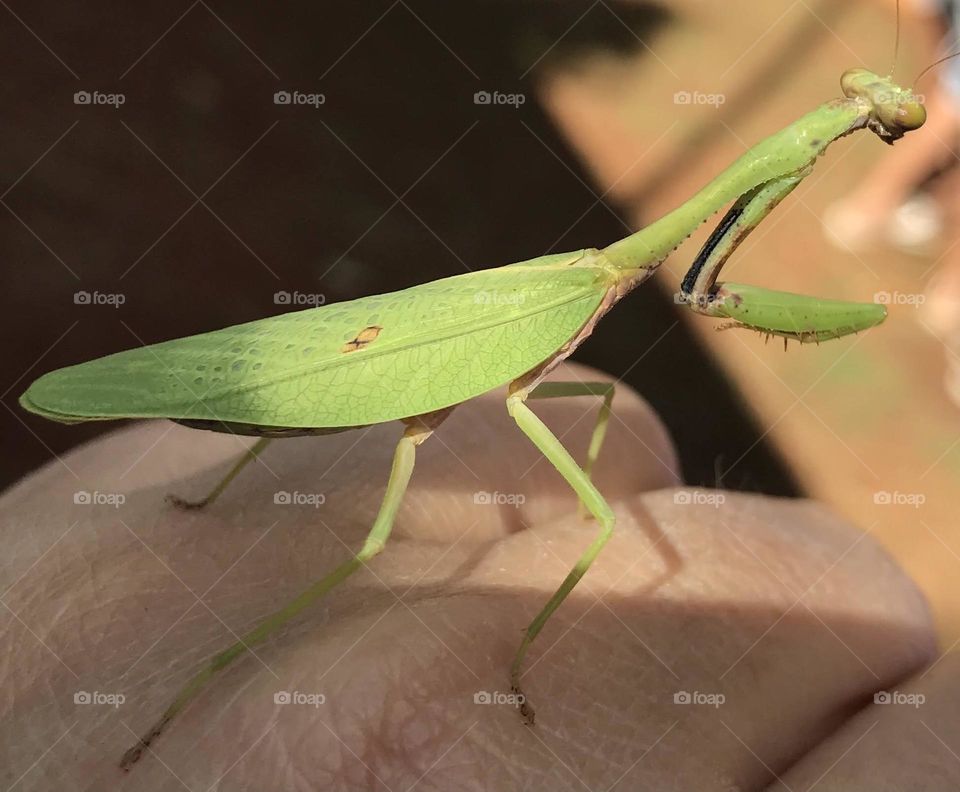 praying mantis insect