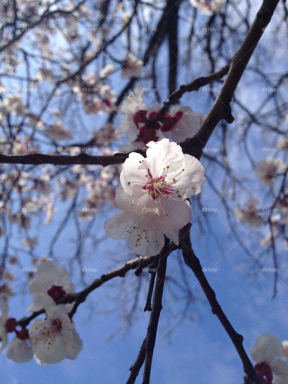 Sakura blossoms 
