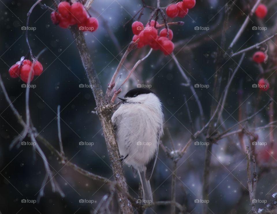 Small bird and red berries 