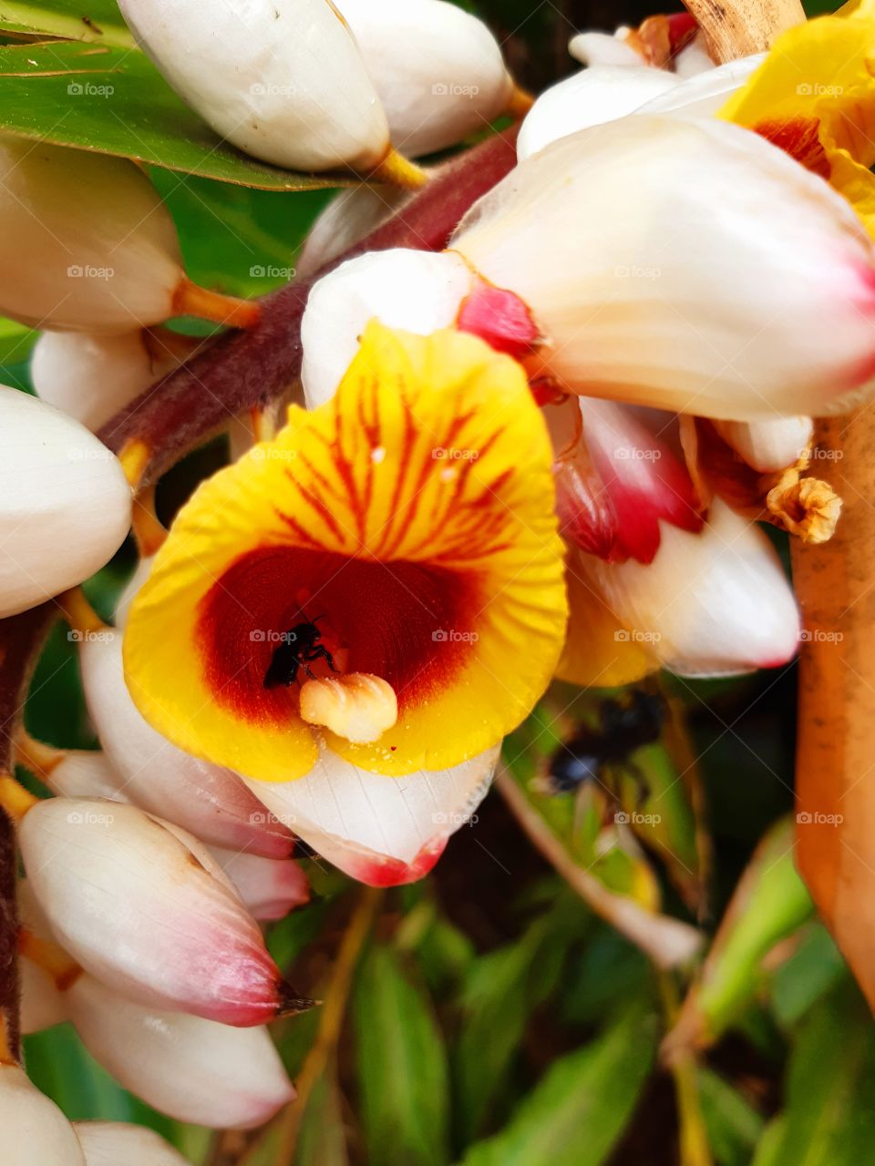 Foco no detalhe de uma flor, embora desconheço a identidade desta planta, importa a sensação que desperta.