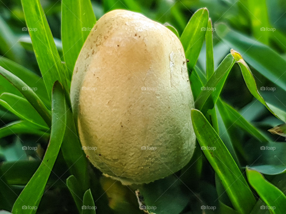 closeup of a mushroom growing in grass