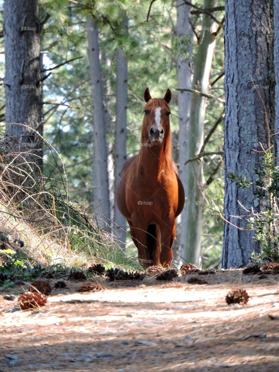 Curiosity. Beautiful wild horse encountered in the forest near the town of Tumburrumba, NSW, Australia