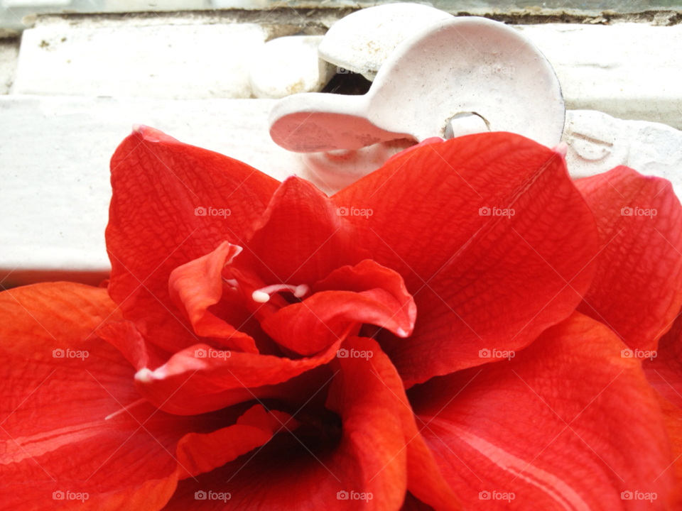 flower red plant window by apodiform