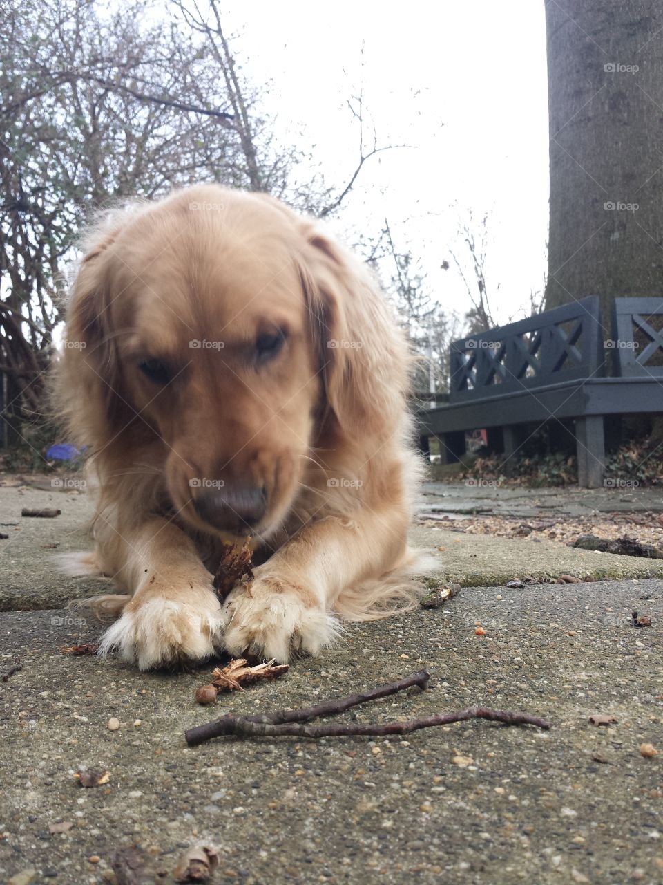 Dog eat stick.